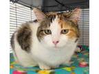 Adopt Mamma Mia a Calico