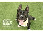Adopt Sinead a Pit Bull Terrier, Mixed Breed