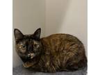 Adopt Cali - City of Industry Location a Domestic Short Hair