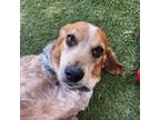 Adopt Gracie- Chino Hills Location a Beagle