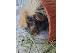 Adopt TAMATO a Guinea Pig