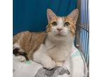 Adopt Emma a Domestic Short Hair