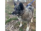 Adopt Wham Bam Thank You Ma'am a Norwegian Elkhound