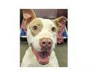 Adopt Millie PKA Apple PKA Snow a Pit Bull Terrier, Basset Hound