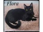 Adopt Flora a Domestic Short Hair