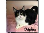 Adopt Delphine a Domestic Short Hair