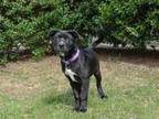 Adopt Mabel a Black Labrador Retriever