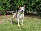 Adopt Cinderella a Bull Terrier