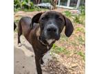 Adopt Mabel a Labrador Retriever