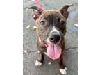 Adopt ZOEY- Adopt Me! a Cattle Dog, American Staffordshire Terrier