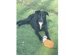 Adopt Maddie a Border Collie