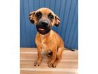 Adopt Cielo a Labrador Retriever, Boxer