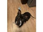 Adopt Shannon (New Digs) a Pit Bull Terrier