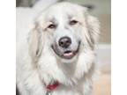 Adopt Bea a Great Pyrenees