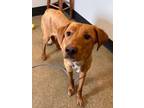 Adopt Goldie a Labrador Retriever, Mixed Breed