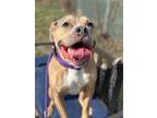 Adopt Roxanna a Terrier, Pit Bull Terrier