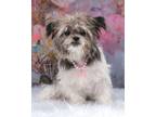 Adopt Mae a Shih Tzu, Yorkshire Terrier