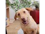 Adopt Robbie a Labrador Retriever