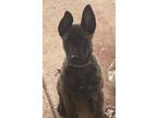 Adopt Miley Cyrus a Dutch Shepherd