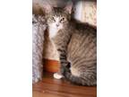 Adopt Buttercup a Extra-Toes Cat / Hemingway Polydactyl, Domestic Short Hair