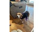 Adopt Tulip a Beagle