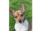 Adopt Nova a Rat Terrier, Jack Russell Terrier