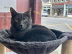Adopt Squeakers a Russian Blue