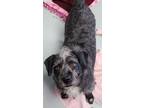 Adopt Trudy a Schnauzer