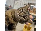 Adopt Lenna a Domestic Short Hair