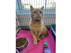 Adopt Chonk a American Shorthair