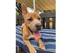 Adopt AGNES a Pit Bull Terrier, Mixed Breed