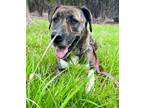 Adopt Tiger Lily a Plott Hound, Great Dane