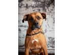 Adopt Bella B a Boxer, Labrador Retriever