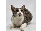 Adopt Ithaca *foster needed* a Domestic Short Hair, Tabby