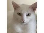 Adopt Pearl a Domestic Short Hair