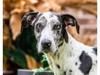 Adopt Domino a Catahoula Leopard Dog, Great Dane