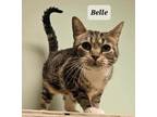 Adopt Belle a Domestic Short Hair