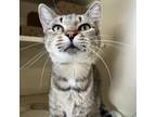 Adopt Donna a Domestic Short Hair