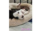 Adopt Daisy Mae a Pit Bull Terrier