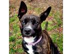 Adopt Eve a American Staffordshire Terrier