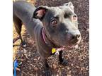 Adopt Sylvie a Pit Bull Terrier