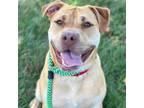 Adopt Yumi a Yellow Labrador Retriever, Pit Bull Terrier