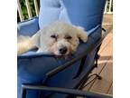 Adopt Macy a Poodle, Bichon Frise