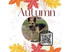 Adopt Autumn a German Shepherd Dog