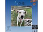 Adopt Zoe a Labrador Retriever