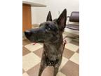 Adopt Cricket, beauty inside & out a Australian Cattle Dog / Blue Heeler