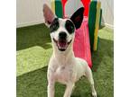 Adopt Maize a Feist, Mixed Breed