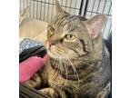 Adopt VIOLET a Domestic Short Hair