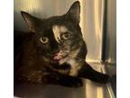 Adopt JAY DEE aka JD a Domestic Short Hair