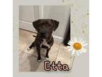 Adopt Etta a Pit Bull Terrier
